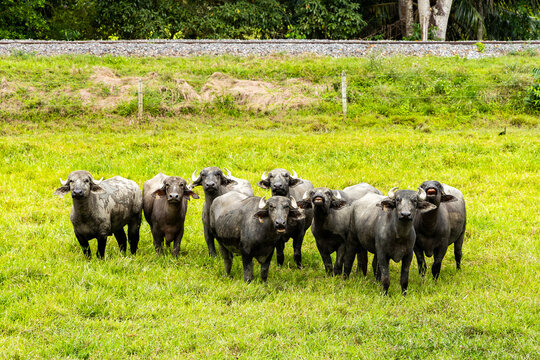 Domestic water buffalo grazing in a wet meadow, livestock in a rural landscape - Bubalus bubalis