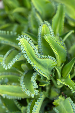 Close-up of a leaf from the mother of thousands plant (Kalanchoe daigremontiana) with plantlets growing at its margins.