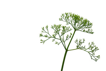 Fototapeta premium Fresh green dill sprig, detailed close-up, healthy herb ingredient for cooking, isolated on transparent background