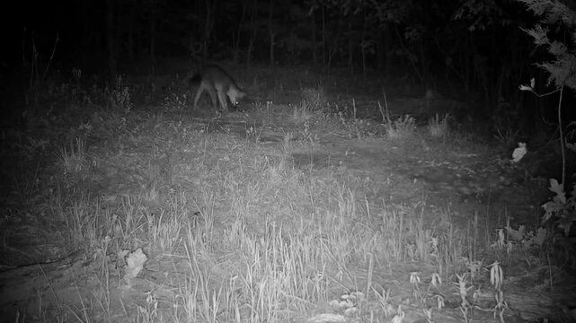 Gray fox carrying prey at night, releasing it on the ground and then chasing it after it escapes
