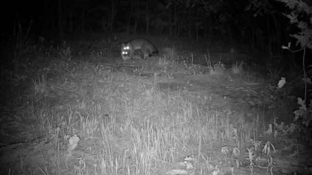 Two foxes playing in an opening in the woods at night in fall