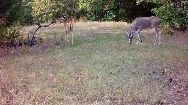 White-tailed doe and fawn in an opening on a fall evening