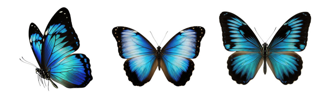Exotic Blue Morpho Butterfly Spread Wings Top View Vibrant Azure Color Pattern Insect Biology Pollinator Tropical Wilderness Asset Isolated on White Background