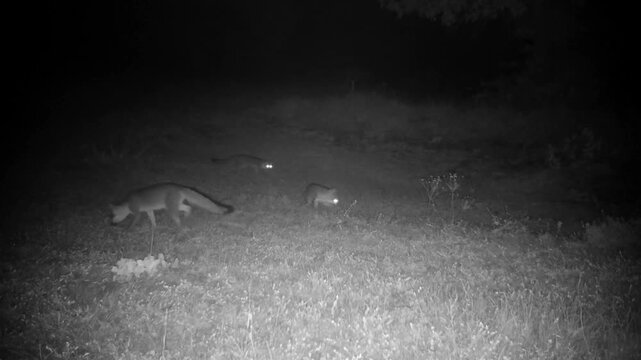 Three gray foxes prowling around at night in fall