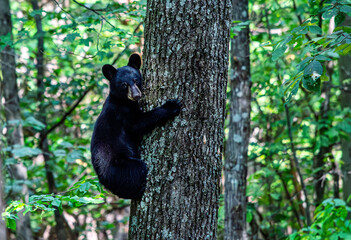 A cute black bear cub, Ursus americanus, climbing a tree in a forest  © KQ Ferris
