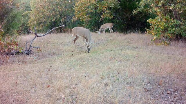 Two white-tailed bucks grazing in a small opening on a fall evening
