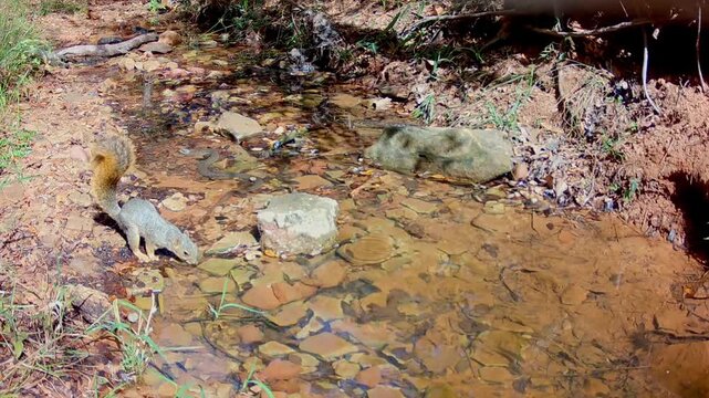Squirrel getting a drink at a small creek, with a water snake hiding in water right behind him, on a warm fall afternoon