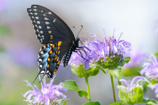 A female black swallowtail, Papilio polyxenes, ventral view with partially open wings, feeding  from a bee balm flower
