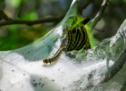An eastern tent caterpillar, Malacosoma americana, emerging from its silken web tent, with others behind it.