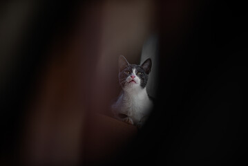 black and white cat © AHMED