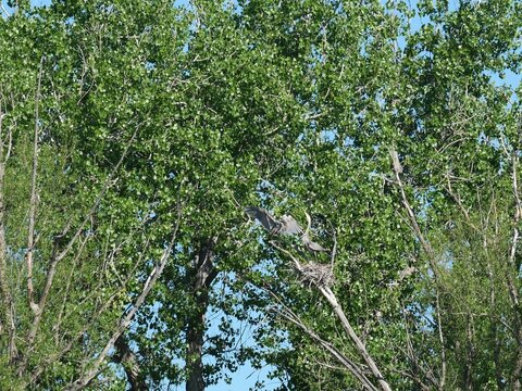 Great Blue Herons Nesting in Cottonwood Trees at Marshall Trail Colorado