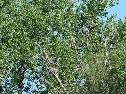 Great Blue Herons at Nest with Flying Adult in Boulder Colorado Wetland