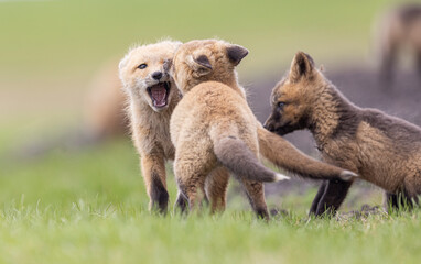 Naklejka premium Red fox kits playing, Canada. 