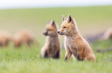 Naklejka premium Red fox kits playing, Canada. 
