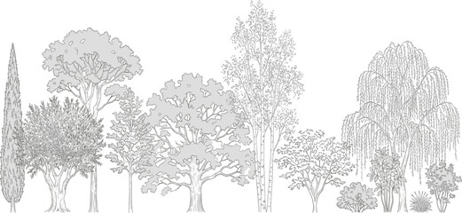 Fototapeta premium A diverse collection of deciduous and evergreen trees rendered in a detailed grayscale illustration