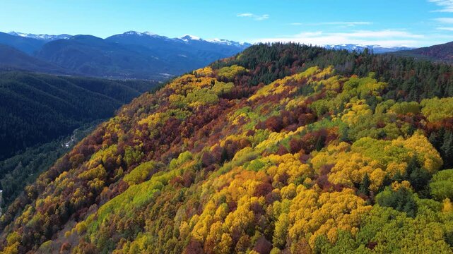 Scenic drone footage flying above a vibrant autumn forest filled with golden deciduous trees and evergreen pines overlooking a dramatic mountain range with snow-capped peaks. The clip captures the bea