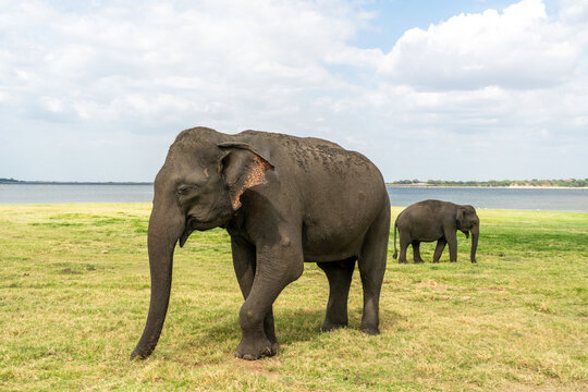 Bull elephant with smaller elephant on the edge of a lake in Kaudulla National Park, Sri Lanka 