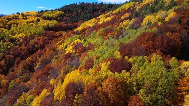 Scenic drone footage flying above a vibrant autumn forest filled with golden deciduous trees and evergreen pines overlooking a dramatic mountain range with snow-capped peaks. The clip captures the bea