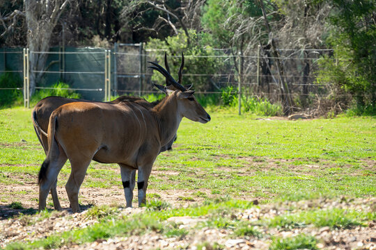 Pair of common eland (taurotragus oryx), standing in shade