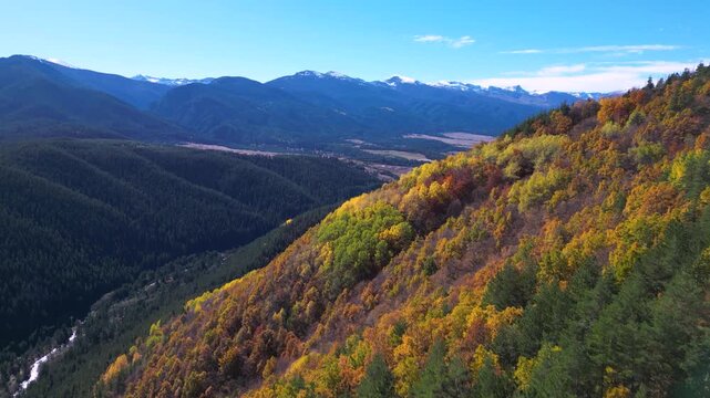 Scenic drone footage flying above a vibrant autumn forest filled with golden deciduous trees and evergreen pines overlooking a dramatic mountain range with snow-capped peaks. The clip captures the bea