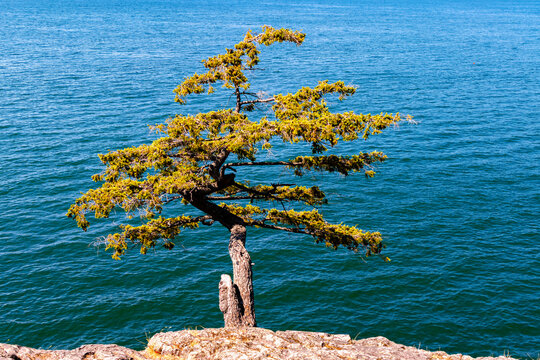 lone pine tree on a cliff above the pacific coast