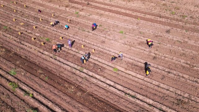 Aerial top-down view of workers harvesting potatoes in long parallel field rows, bending over to gather crops from dry soil with baskets scattered across the agricultural landscape