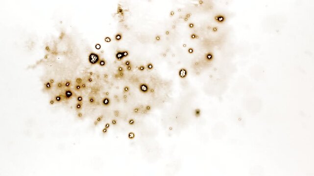 Brown Bubble Porous Ink Pattern Video Overlay - Honeycomb Cell Ink Footage Textured Ink Effect for Cellular Biology Animation Skincare Bubble Foam Science Coffee Brand Packaging Grainy Texture 