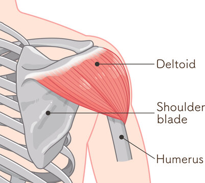 背面から見た三角筋 Deltoid muscle seen from the back