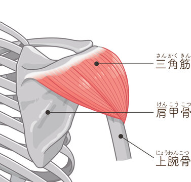 背面から見た三角筋 Deltoid muscle seen from the back