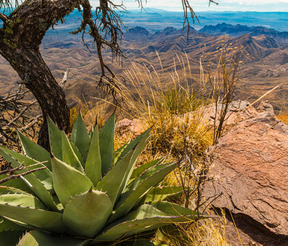 Agave Cactus on Edge of The South Rim of The Chisos Mountains Above The Chihuahua Desert, Big Bend National Park, Texas, USA