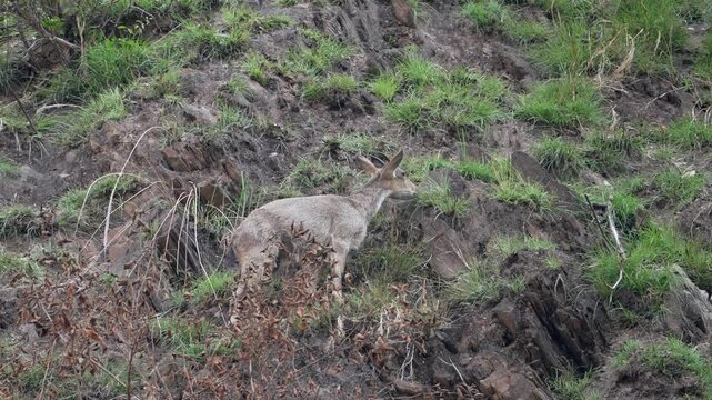 Himalayan Goral Standing Alert on Rocky Grassy Mountain Slope in Natural Wild Habitat