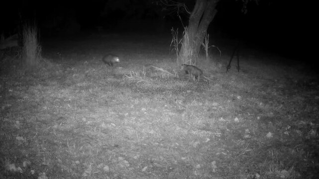 Two opossums meeting under a persimmon tree at night, with a brief standoff