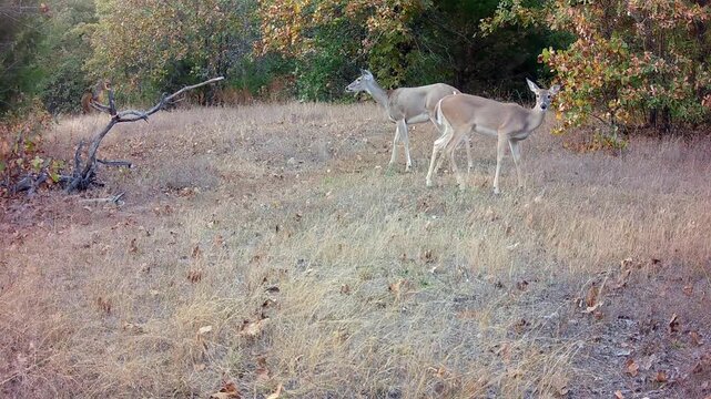 A white-tailed doe and her young offspring in an opening in the woods on a fall evening