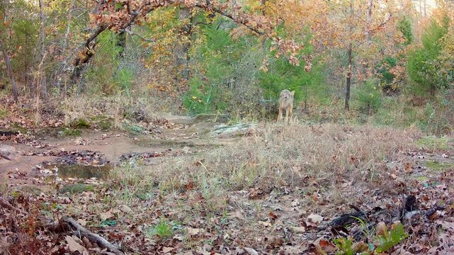Coyote enters the view from the right, stops to looks around, then return to the right and jogs out of the view, on a fall evening