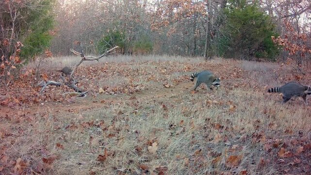 Mama raccoon and three babies hastily crossing an opening in the woods on a winter morning