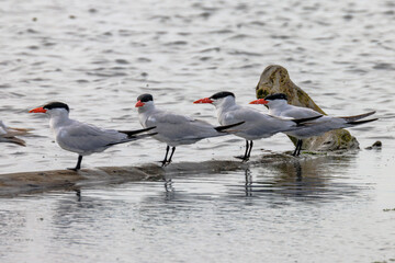 Caspian Terns on a log along a pacific coast beach © William Cobb