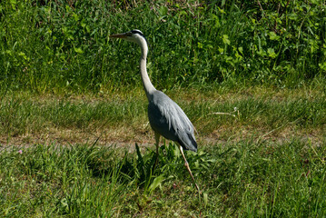 Fototapeta premium Graureiher, Reiher Ardea cinerea schleich sich an eine Eidechse heran