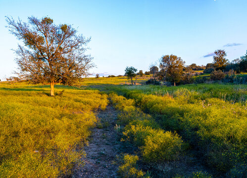 Warm Morning Light Across Field of Yellow Flowers, Bend, Texas, USA