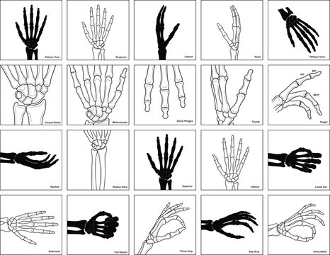 Human hand skeletal anatomy reference chart with bone structure medical vector illustration set