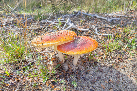 Two Amanita muscaria mushrooms with yellow caps and white spots on forest floor, iconic symbol of nature, folklore, and toxicity.