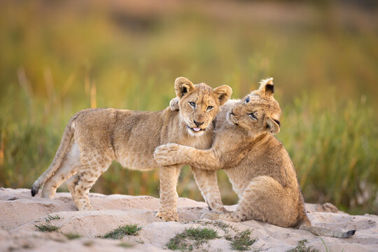 Two young African lion cubs playing and hugging together on a sandy bank in Mala Mala, South Africa