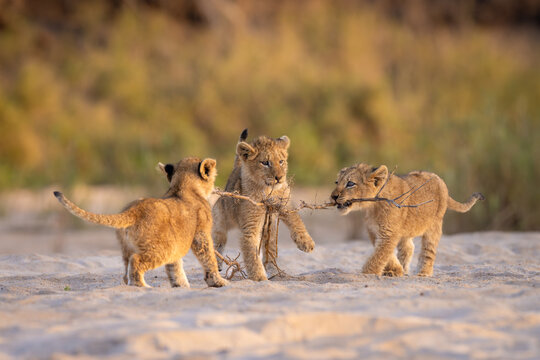 Three playful African lion cubs mock-fighting and playing with a stick on sand in golden light, in Mala Mala, South Africa 