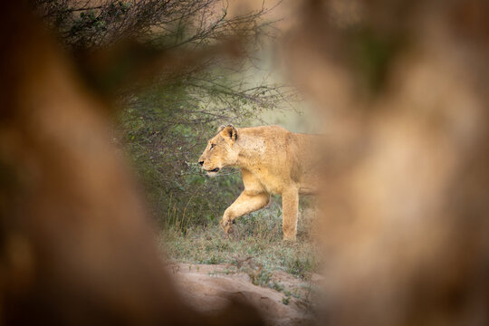 African lioness stalking through thick green bush and tree branches, Mala Mala, South Africa
