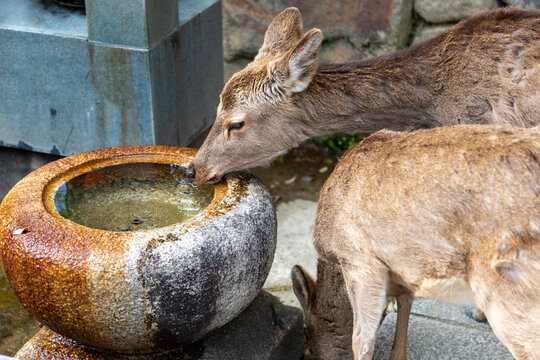 Wild Sika deer drinking from a stone water trough in Nara, Japan. A popular attraction, there are 1,200 to 1,500 deer roaming freely in Nara, considered natural treasures and descendants of sacred mes