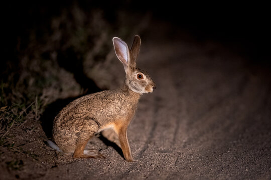 Wild scrub hare sitting alert on a sandy track at night under a spotlight in Mala Mala, South Africa