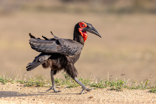 Southern ground-hornbill bird walking through the grass showing red throat pouch in Mala Mala, South Africa