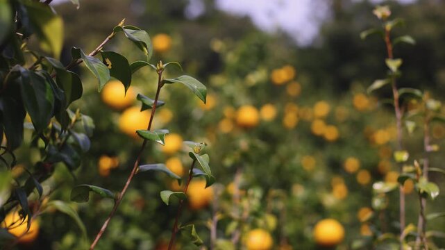Jeju orange grove and tangerine farm plantation, Jeju Island, South Korea, hallabong and gamgyul trees growing in orchard, harvesting and picking fresh citrus fruits in sunny day, Jeju-do agriculture 