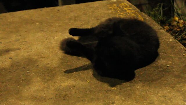 video where a black cat can be seen lying in the middle of the night calm, lying down and moving from side to side