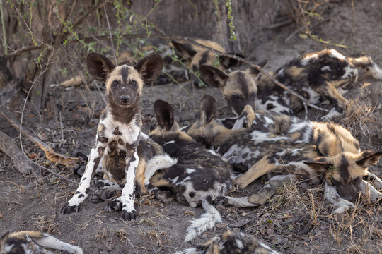 African wild dog pup sitting alert with the rest of the pack in the dry brush, Botswana