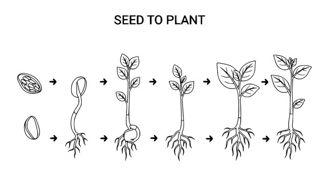 Educational infographic showing seed to plant growth stages with arrows indicating process flow in clean black line art style for botany classroom posters or scientific publications
